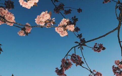 delicate cherry blossoms on twigs under blue sky