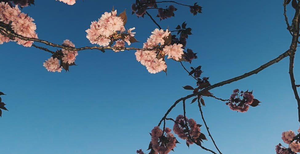 delicate cherry blossoms on twigs under blue sky