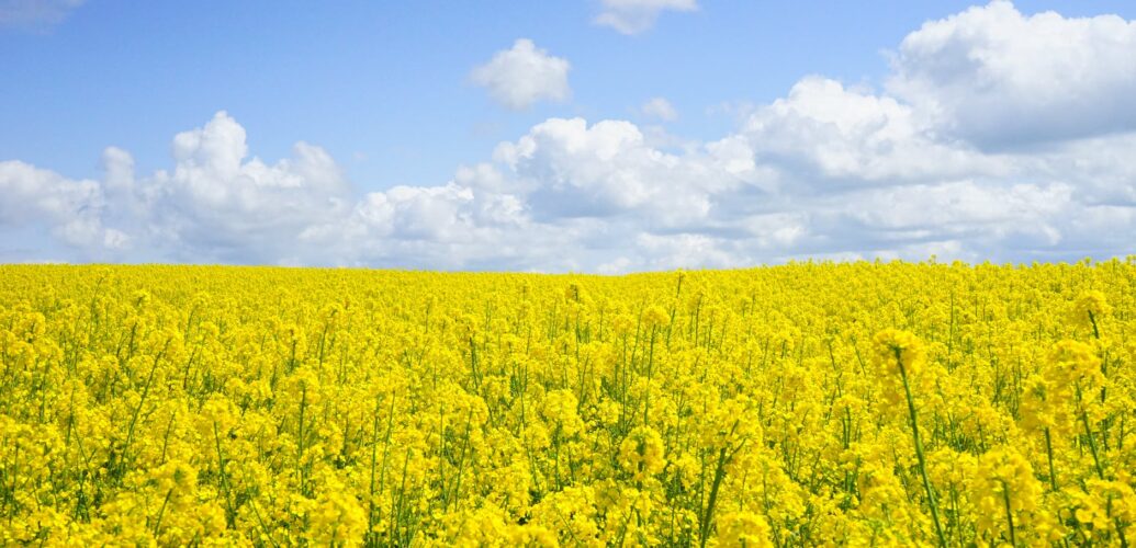 landscape nature flowers summer