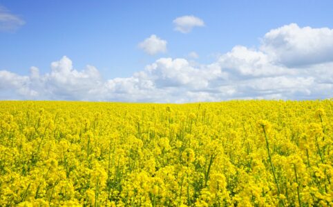 landscape nature flowers summer