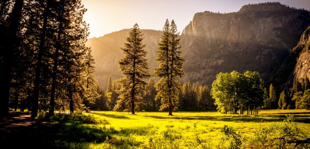 green grass field and green tress during day time