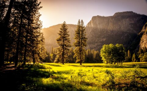 green grass field and green tress during day time