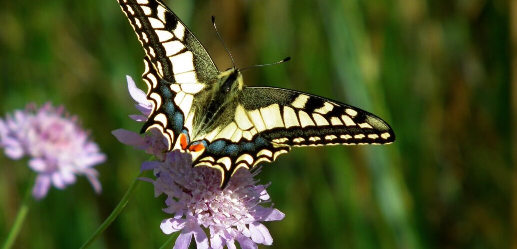 close up of butterfly pollinating on flower