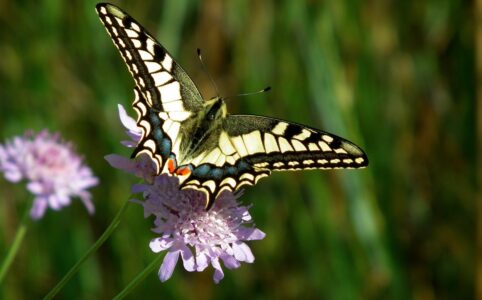 close up of butterfly pollinating on flower