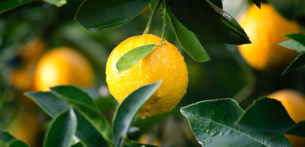 shallow focus photography of yellow lime with green leaves