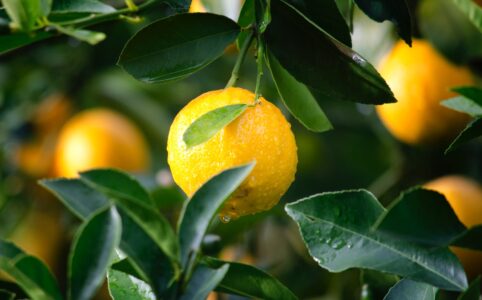 shallow focus photography of yellow lime with green leaves