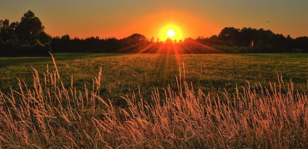 brown and green grass field during sunset