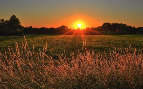 brown and green grass field during sunset