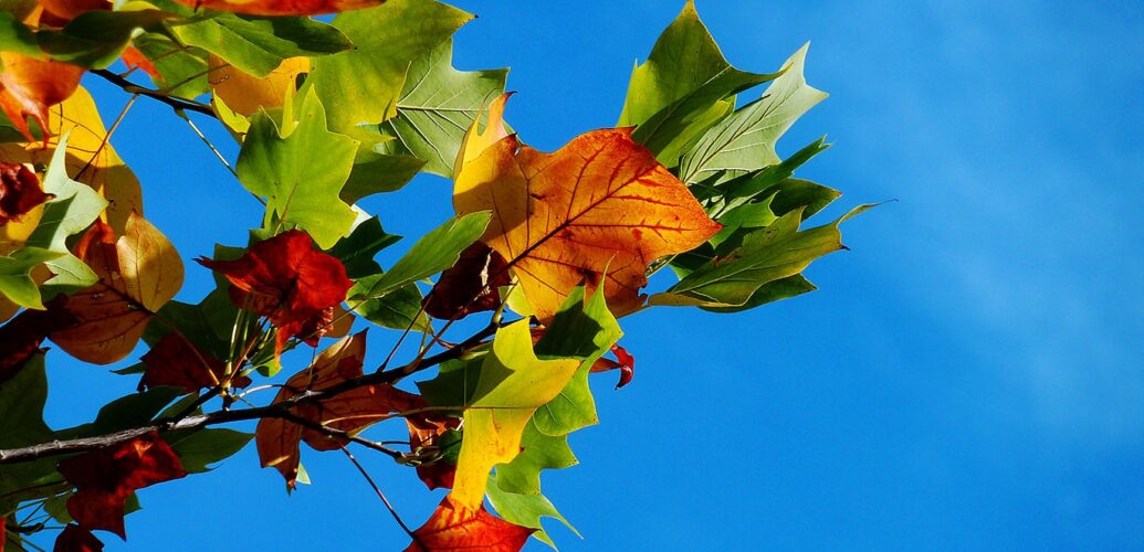 park leaf leaves autumn