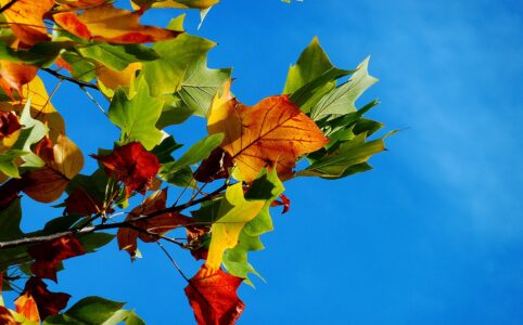 park leaf leaves autumn