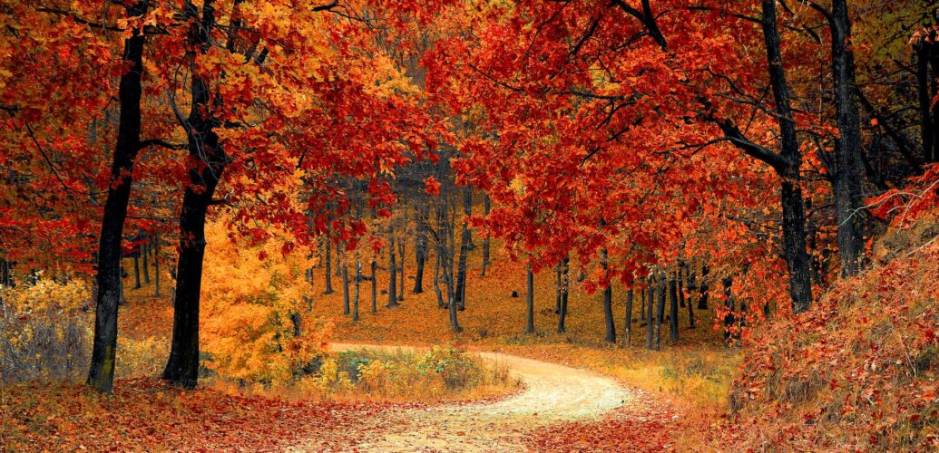 red leaf trees near the road