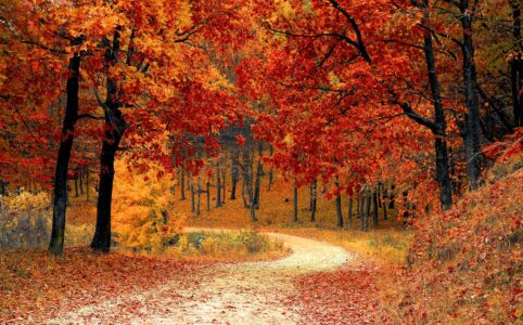 red leaf trees near the road