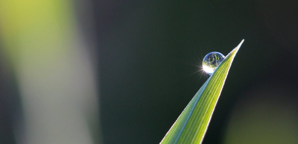 selective focus photography of leaves with water drop