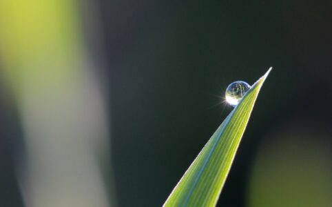 selective focus photography of leaves with water drop