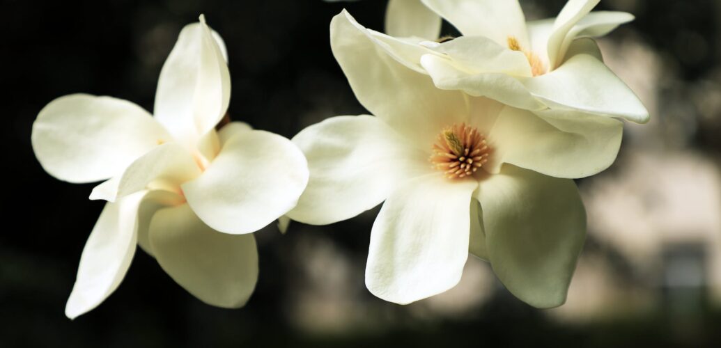 white magnolia flowers in close up photography