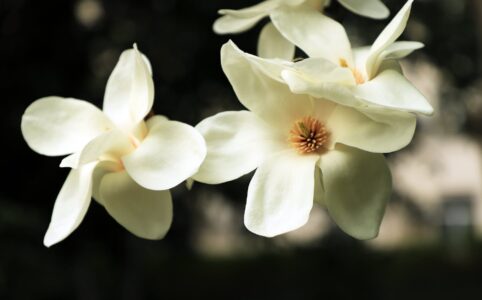 white magnolia flowers in close up photography