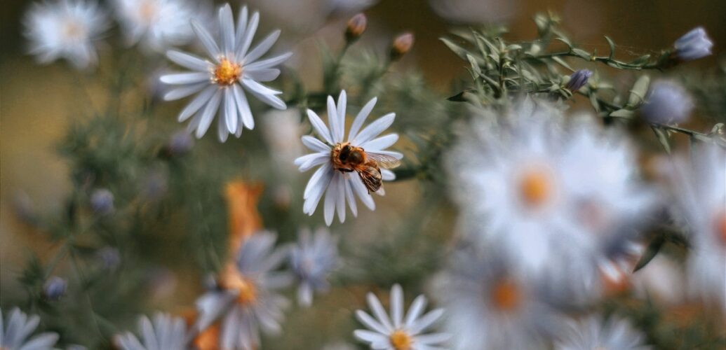 close up photo of bee perched on white flower