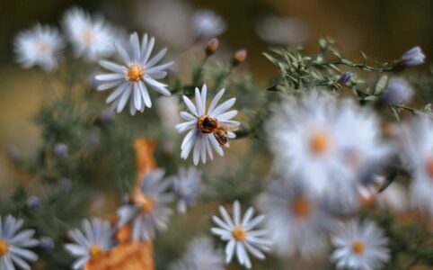 close up photo of bee perched on white flower