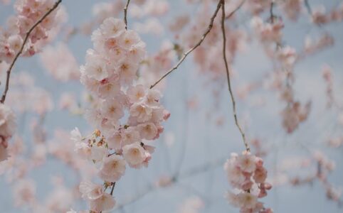 close up of cherry tree in blossom