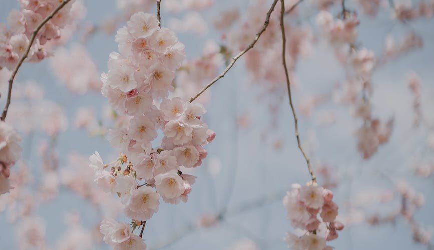 close up of cherry tree in blossom