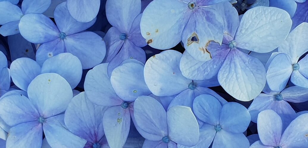 close up photo of blue petaled flowers