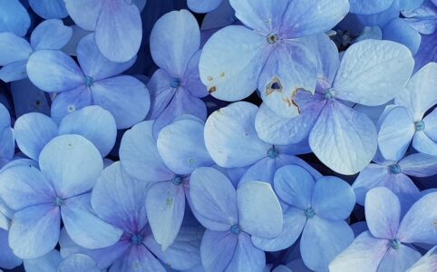 close up photo of blue petaled flowers