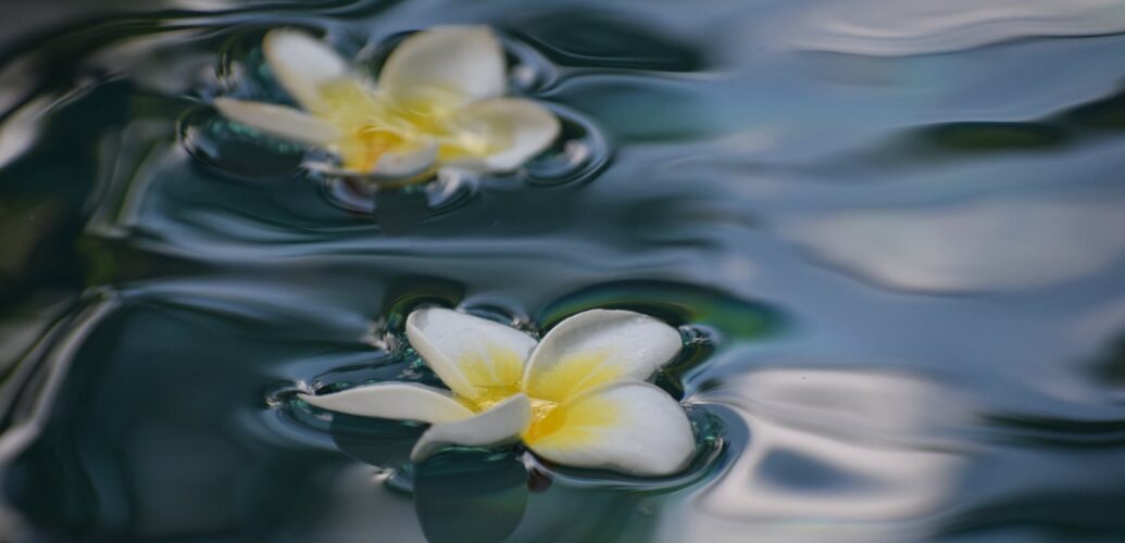 plumeria flowers on clean water surface