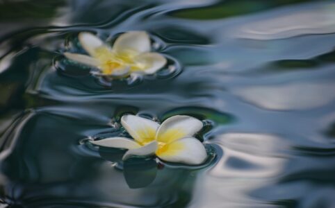 plumeria flowers on clean water surface