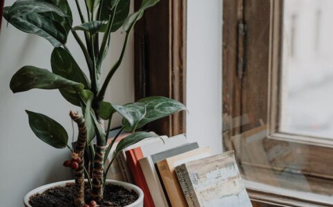 green plant on white ceramic pot