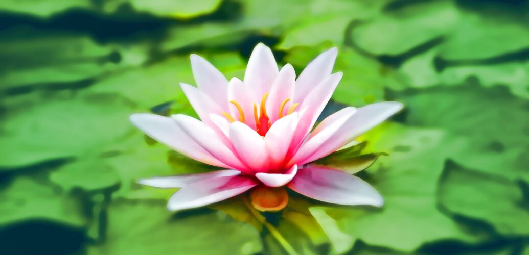 close up photography of pink lotus