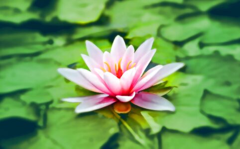 close up photography of pink lotus