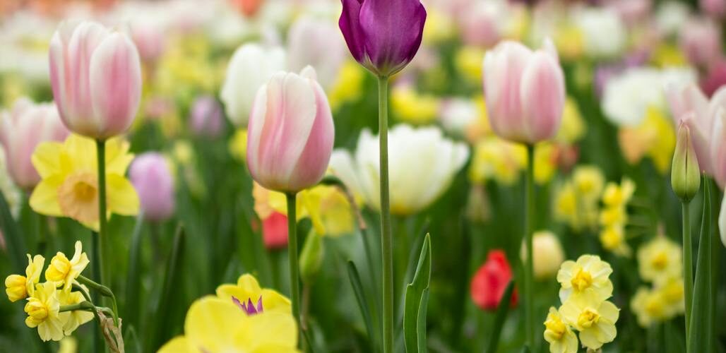 depth of field photography of tulip flowers