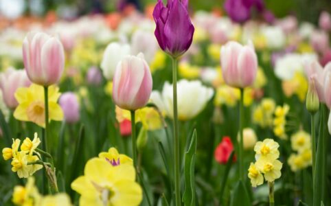 depth of field photography of tulip flowers