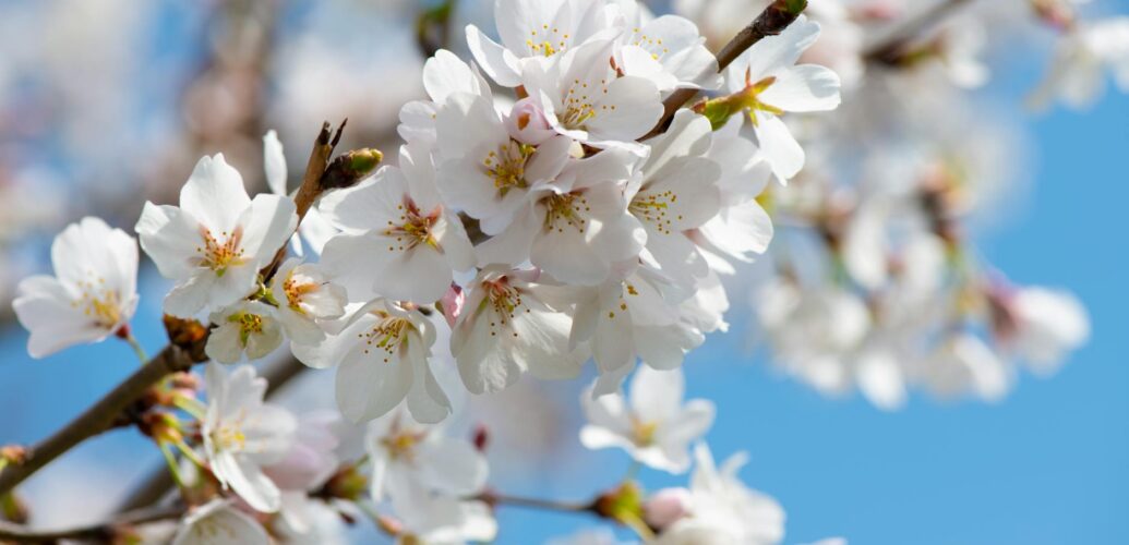 white cherry blossom tree