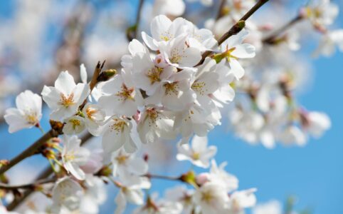 white cherry blossom tree