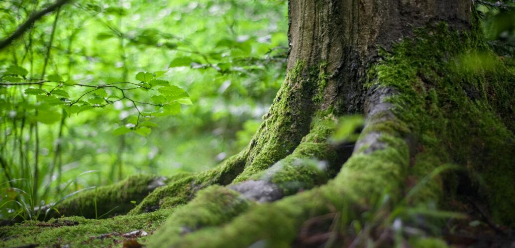 green tree near green plants