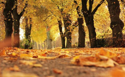 dirt road cover by dried leaves