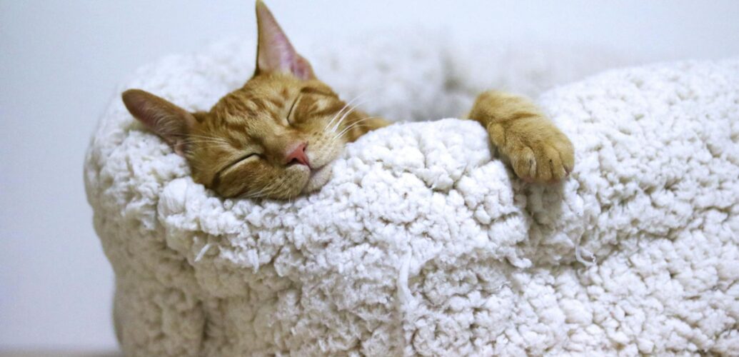 orange cat sleeping on white bed