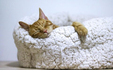 orange cat sleeping on white bed
