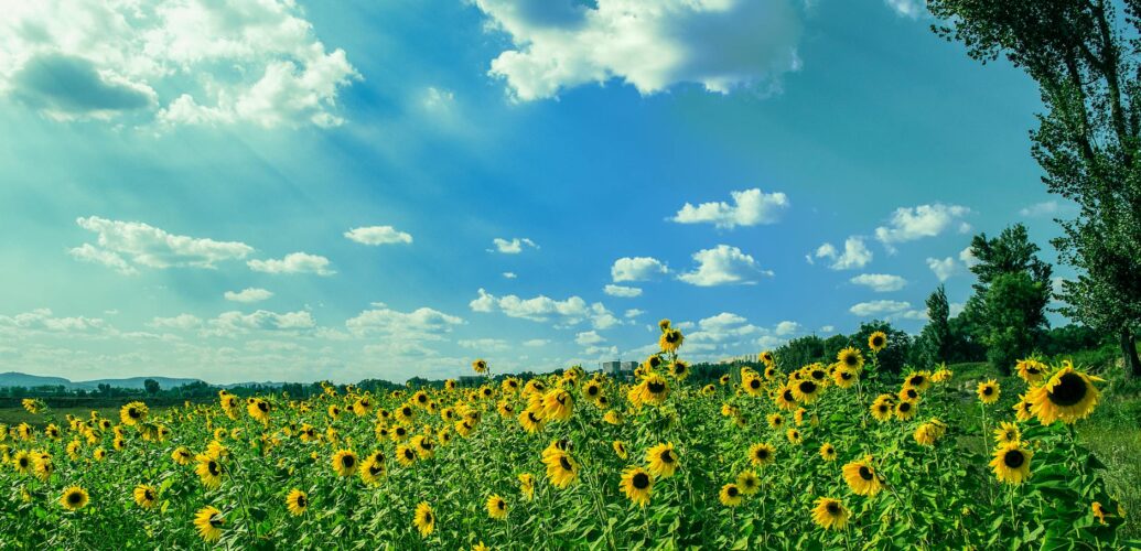 yellow sunflower field under blue and white sky