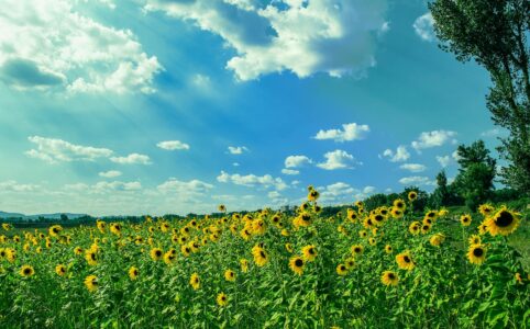 yellow sunflower field under blue and white sky