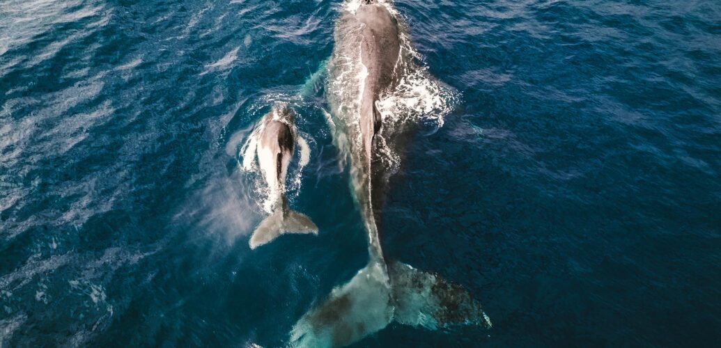 whale with calf in sea