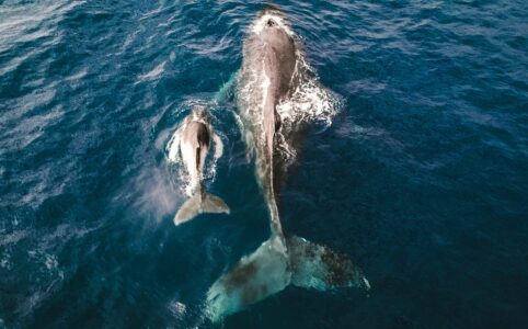 whale with calf in sea