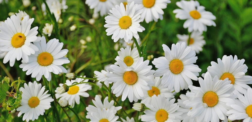 white daisy flower