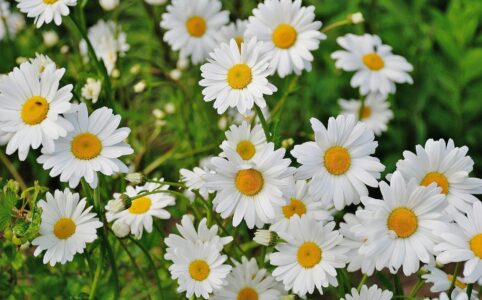 white daisy flower