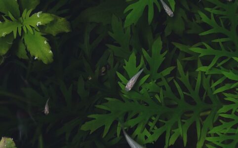 serene fish pond with lush greenery