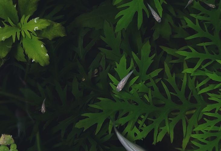 serene fish pond with lush greenery