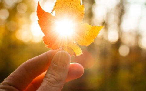 a person holding a leaf