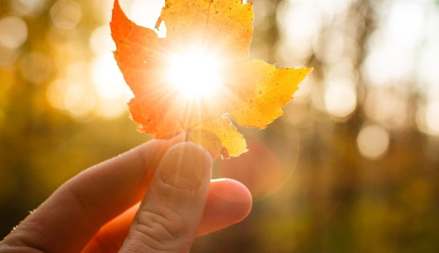 a person holding a leaf